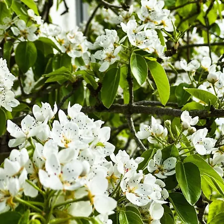 別荘 L'esneval & - Normandie, A Proximite D'etretat